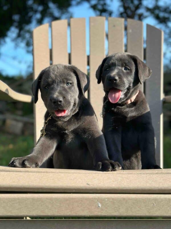 Luna | Charcoal Female– Pick 2 of 3 (Ready July 26th) - Image 13