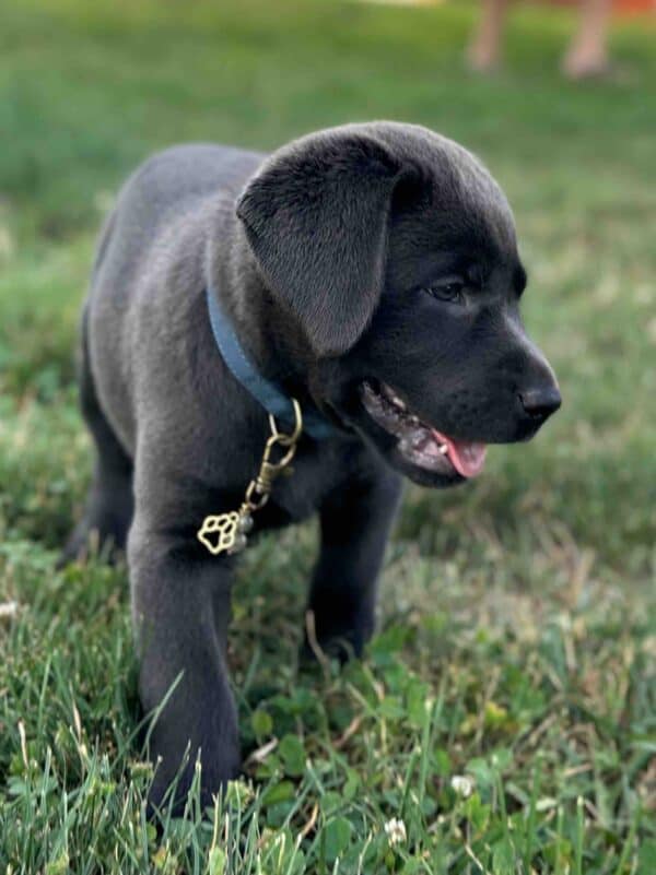 Selena | Charcoal Female– Pick 3 of 3 (Ready July 26th) - Image 13