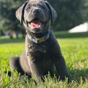 Selena | Charcoal Female– Pick 3 of 3 (Ready July 26th)