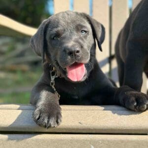 Luna | Charcoal Female– Pick 2 of 3 (Ready July 26th)