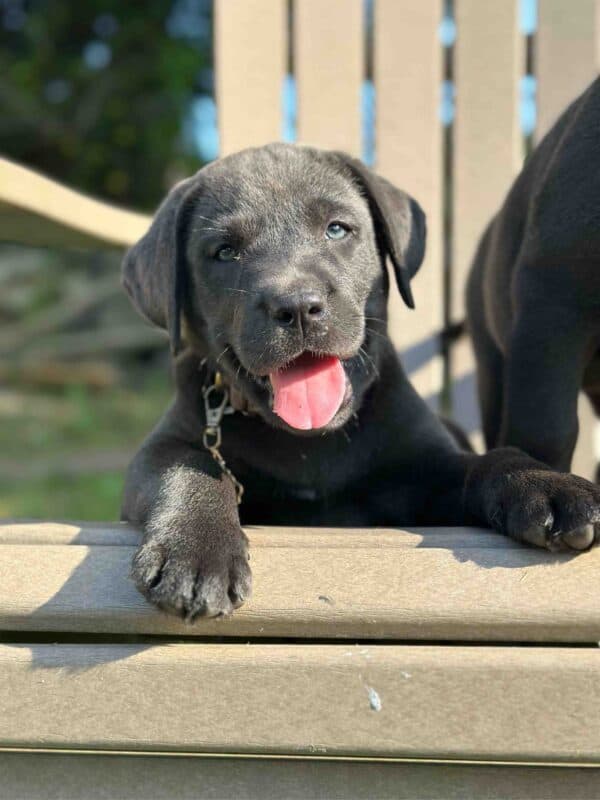 Luna | Charcoal Female– Pick 2 of 3 (Ready July 26th)