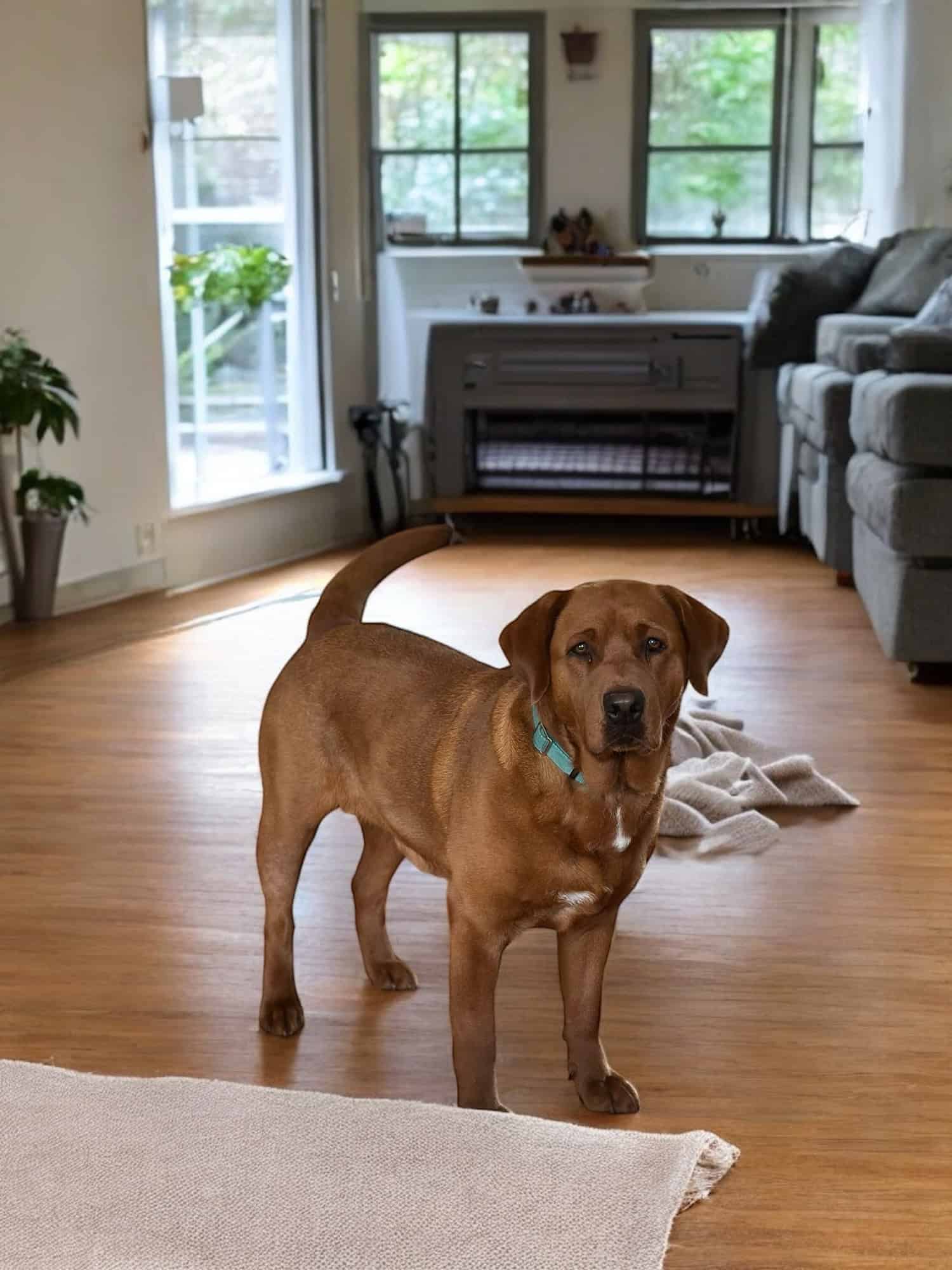 Cheeto