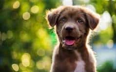 puppy