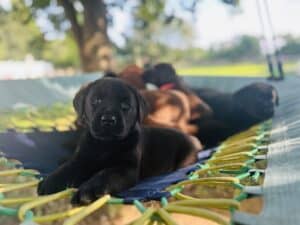 Nebbie | Black Female– Pick 2 of 2 (Ready Aug 2nd)