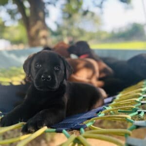 Nebbie | Black Female– Pick 2 of 2 (Ready Aug 2nd)