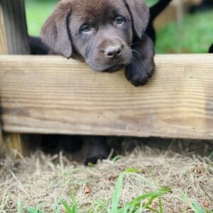 Draco | Chocolate Male– Pick 4 of 4 (Ready Aug 2nd)