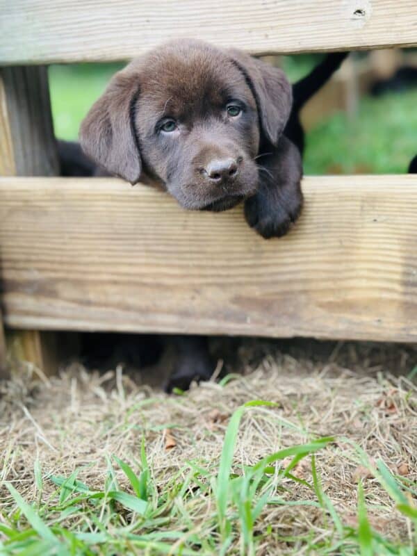 Draco | Chocolate Male– Pick 4 of 4 (Ready Aug 2nd)