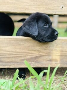 Nebbie | Black Female– Pick 2 of 2 (Ready Aug 2nd)