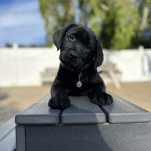 Nebbie | Black Female– Pick 2 of 2 (Ready Aug 2nd)