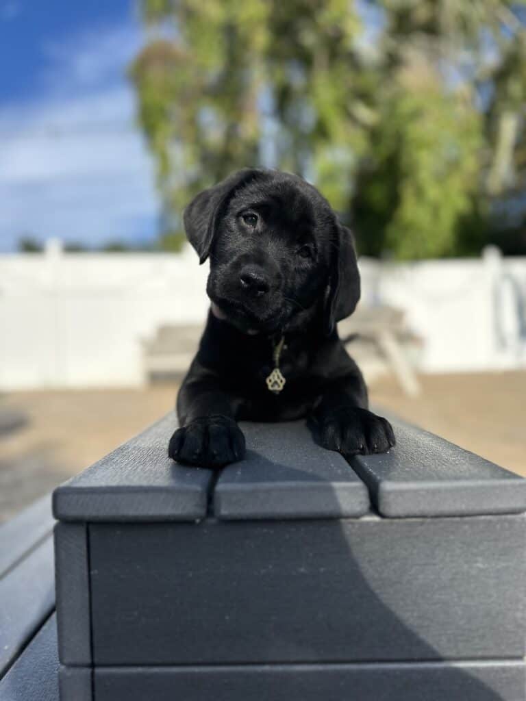 Nebbie | Black Female– Pick 2 of 2 (Ready Aug 2nd)