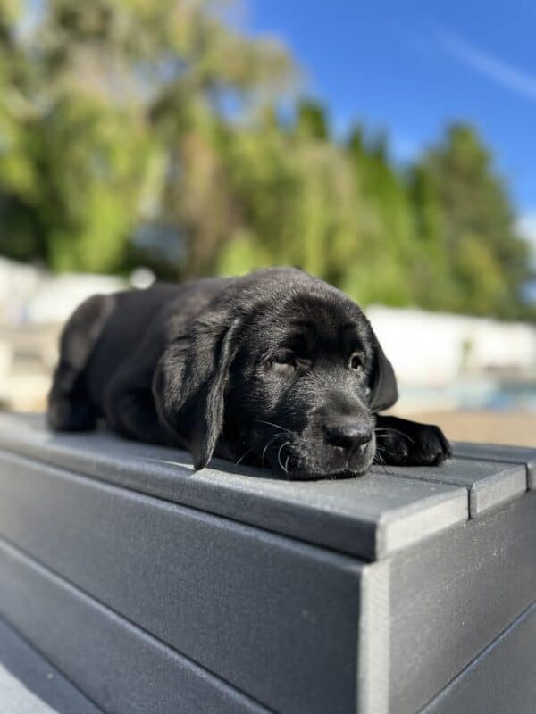 Nebbie | Black Female– Pick 2 of 2 (Ready Aug 2nd) - Image 10