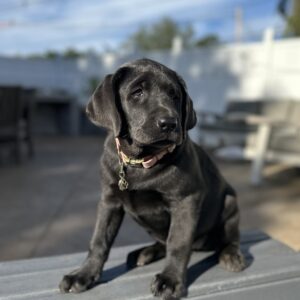 Vega | Charcoal Female– Pick 1 of 3 (Ready July 26th)