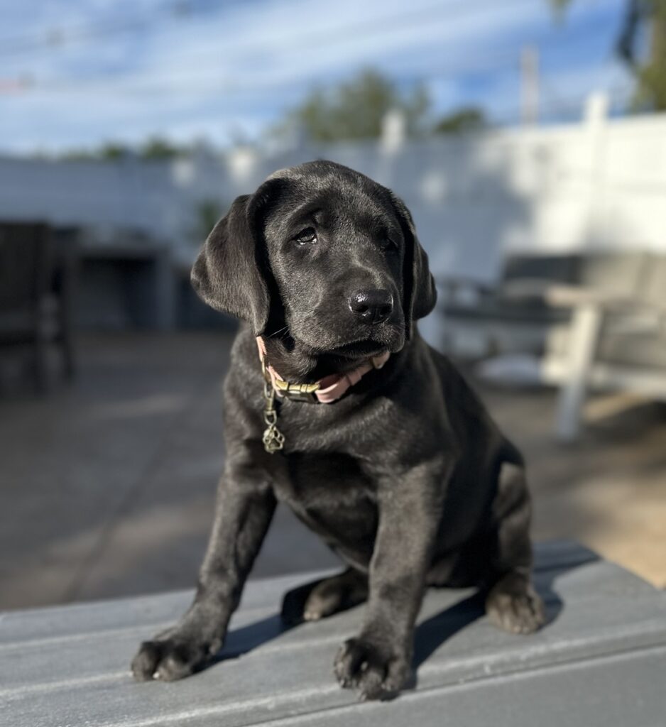 Vega | Charcoal Female– Pick 1 of 3 (Ready July 26th)