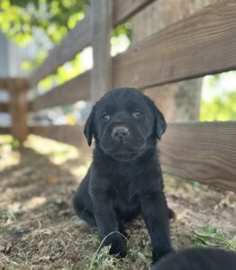 Isabela | Black Female – Pick 1 of 1  (Ready Sept 6th)