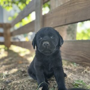 Isabela | Black Female – Pick 1 of 1  (Ready Sept 6th)