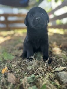 Tico | Black Male – Pick 1 of 1 (Ready Sept 6th)