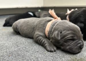 Charcoal Female