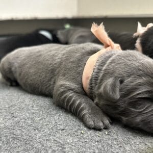 Charcoal Female