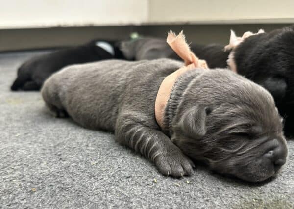 Charcoal Female