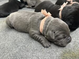 Charcoal Female