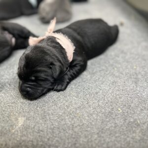 Black Female - 2nd pick of 2