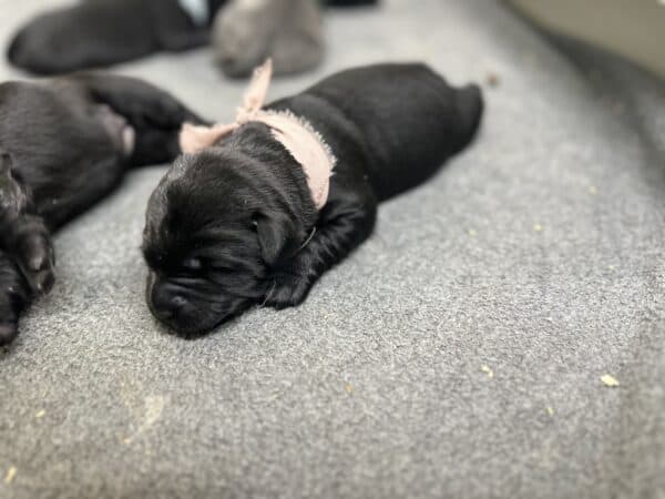Black Female - 2nd pick of 2