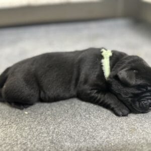 Black Male - 1st pick of 2