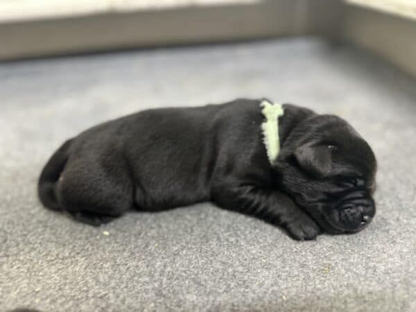 Black Male - 1st pick of 2