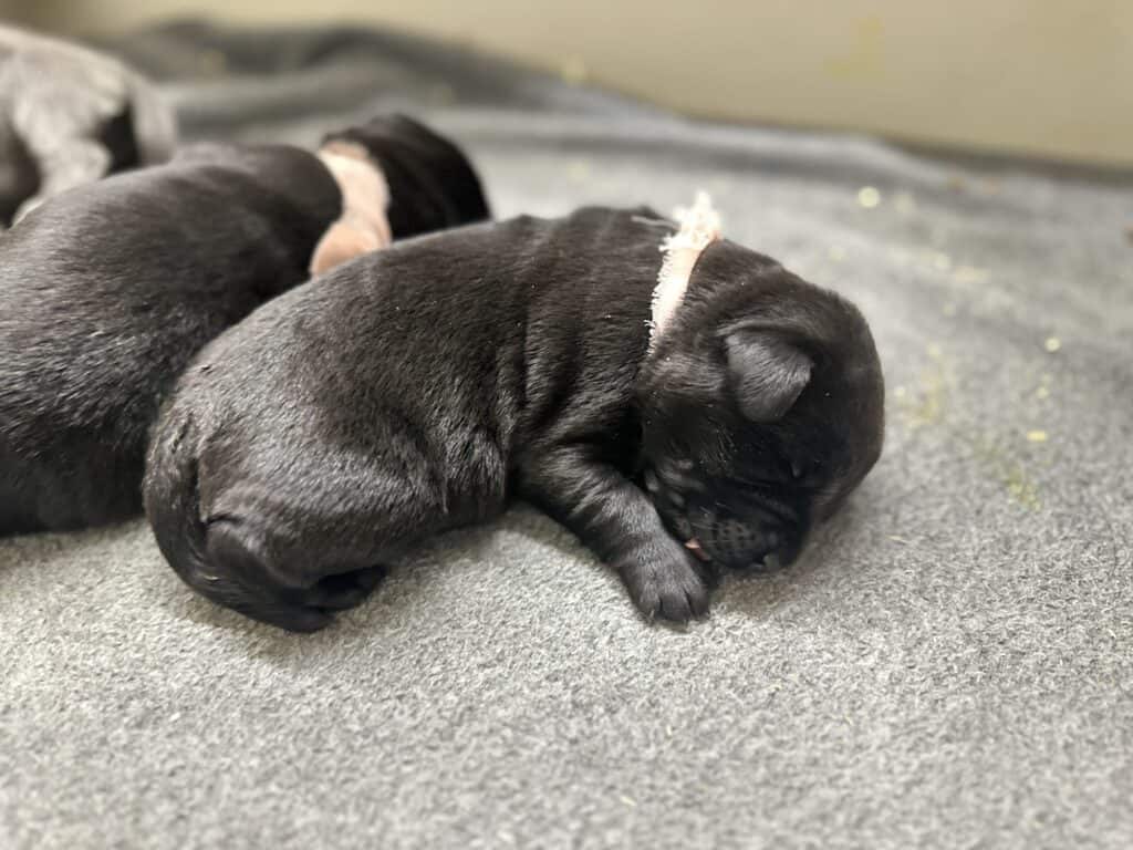 Black Female - 1st pick of 2