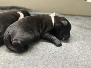 Black Female – 1st pick of 2