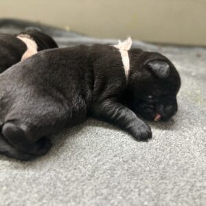 Black Female - 1st pick of 2