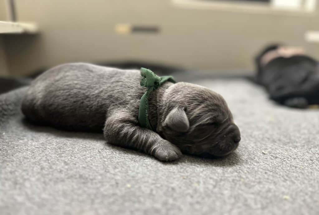 Charcoal Male- Ready 10/11