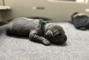 Charcoal Male