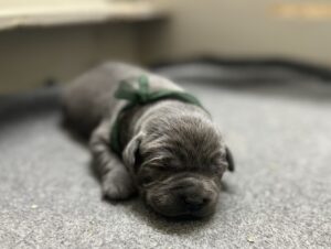 Charcoal Male