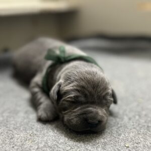 Charcoal Male