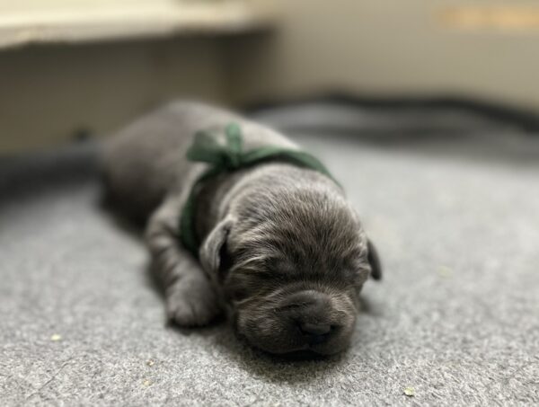 Charcoal Male