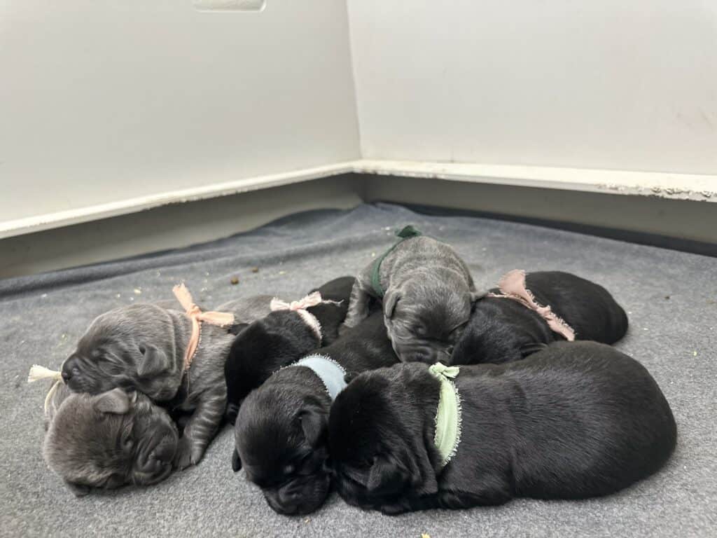 Charcoal Male- Ready 10/11