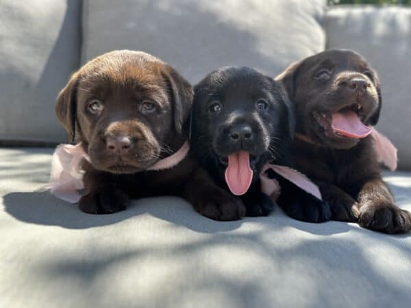 Maple | Chocolate Female – Pick 1 of 2 (Ready Sept 6th)