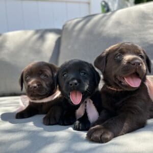Mariana | Chocolate Female – Pick 2 of 2 (Ready Sept 6th)