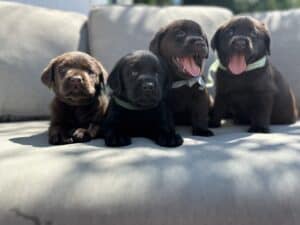 Tico | Black Male – Pick 1 of 1 (Ready Sept 6th)