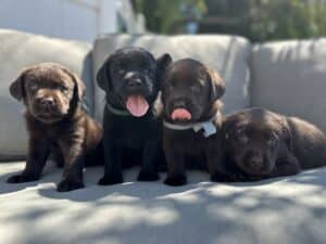 Tico | Black Male – Pick 1 of 1 (Ready Sept 6th)