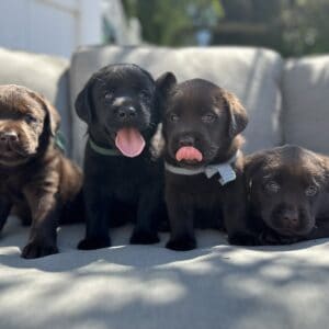 Tico | Black Male – Pick 1 of 1 (Ready Sept 6th)