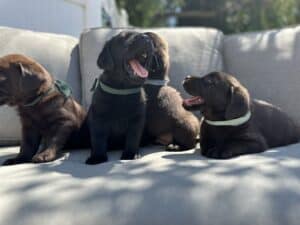 Tico | Black Male – Pick 1 of 1 (Ready Sept 6th)
