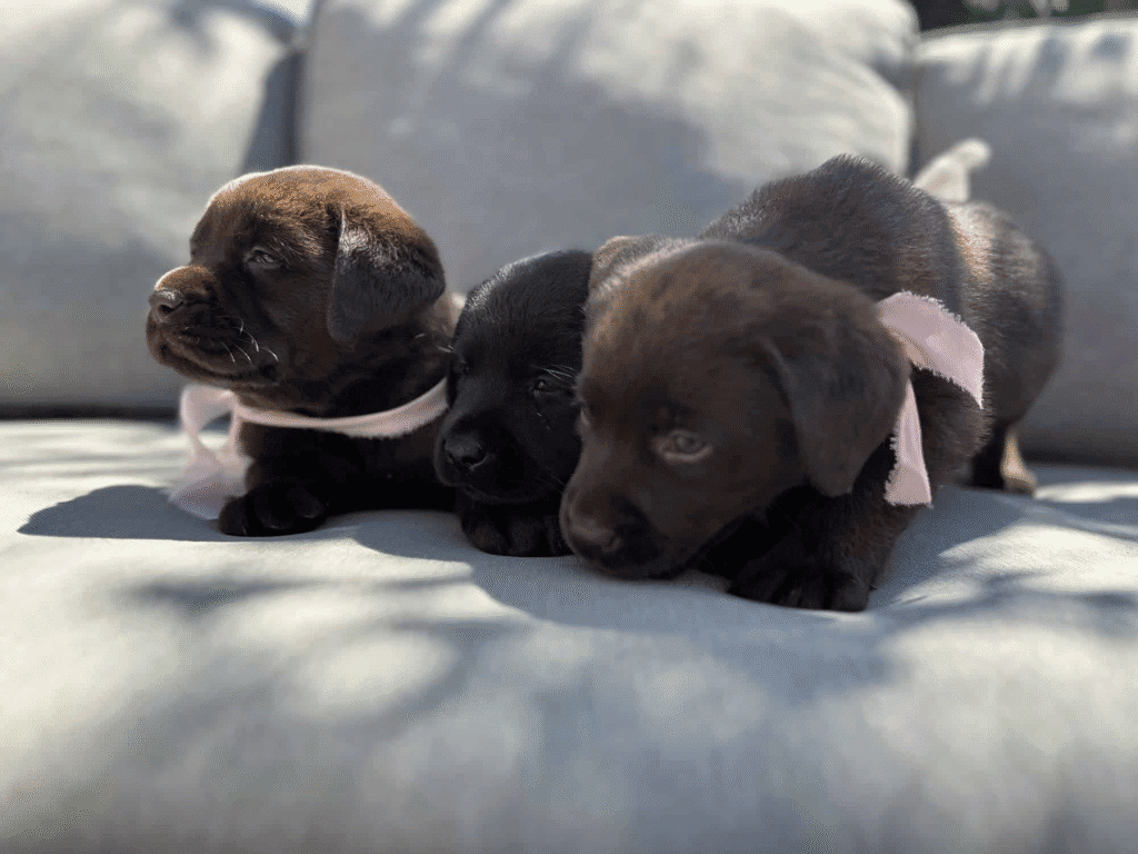 a group of puppies on a couch