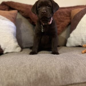 Black lab puppy