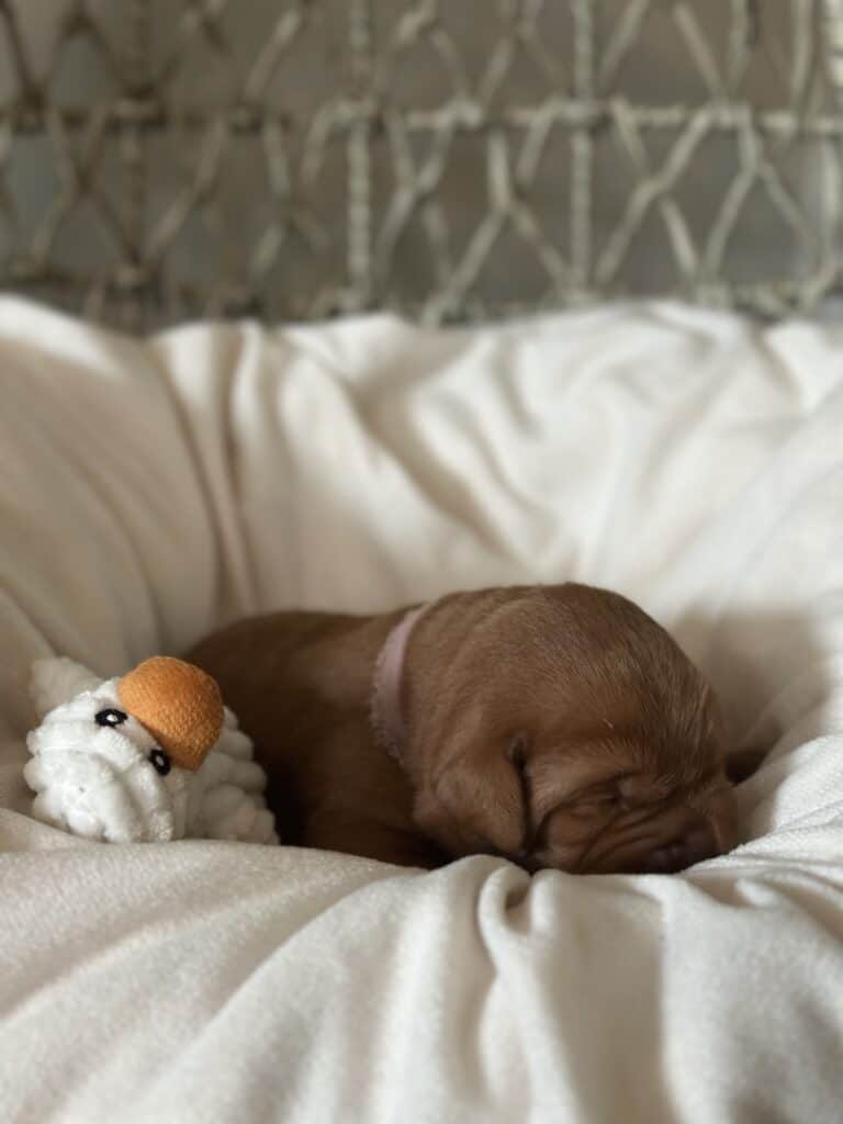 Fox Red Female 1st pick of 3