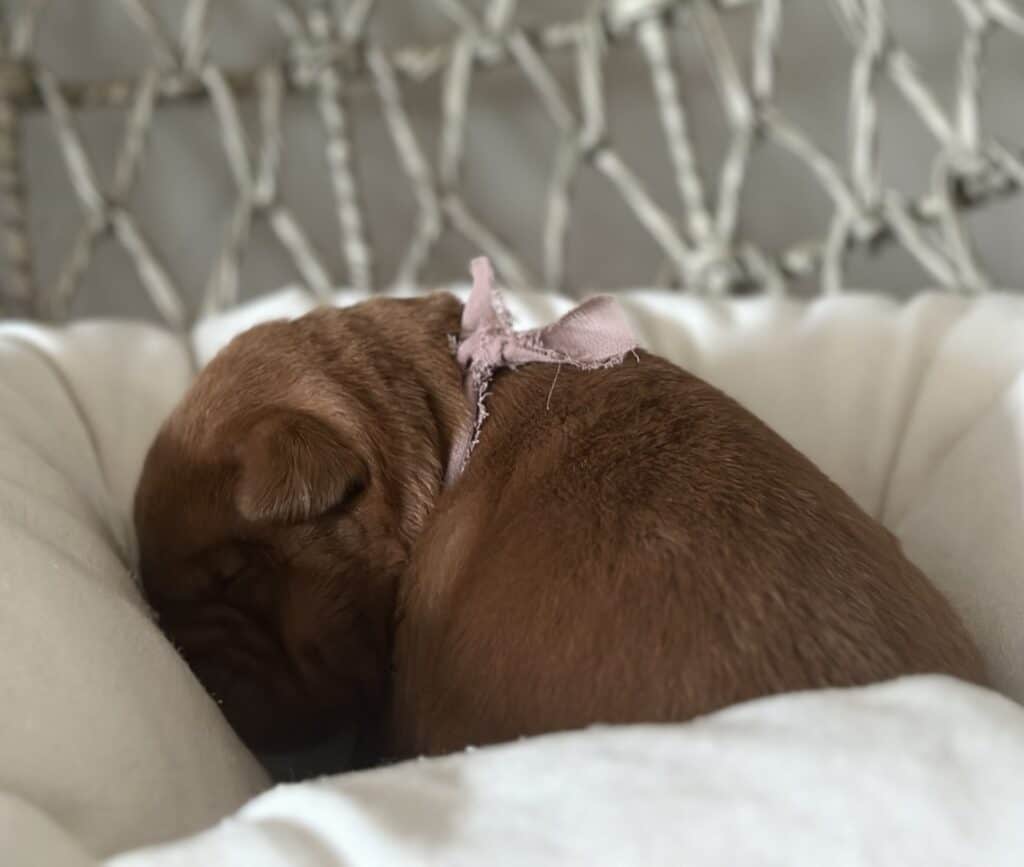 Fox Red Female 1st pick of 3