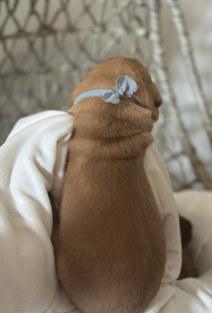 Fox Red Male 1st pick of 2