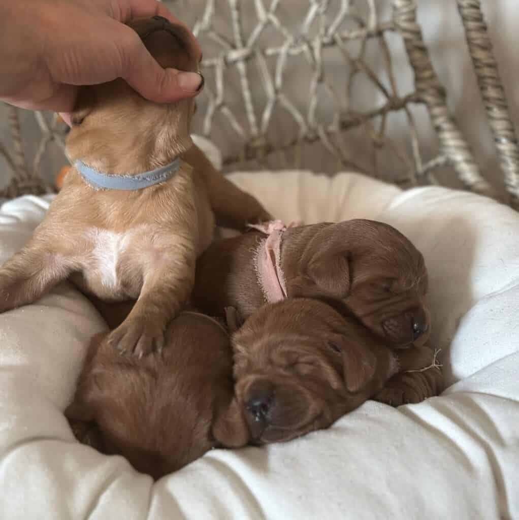 Fox Red Male 1st pick of 2