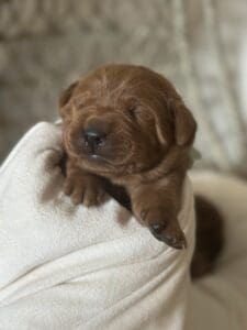 Fox Red Female 1st pick of 3